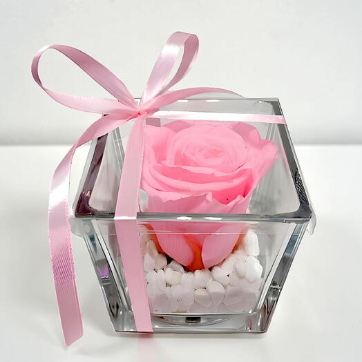 Rosa preservada rosa