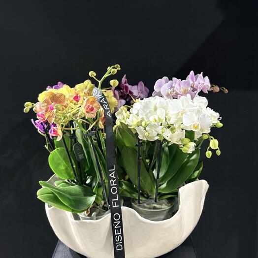 Orquideas minis en jarron de ceramica