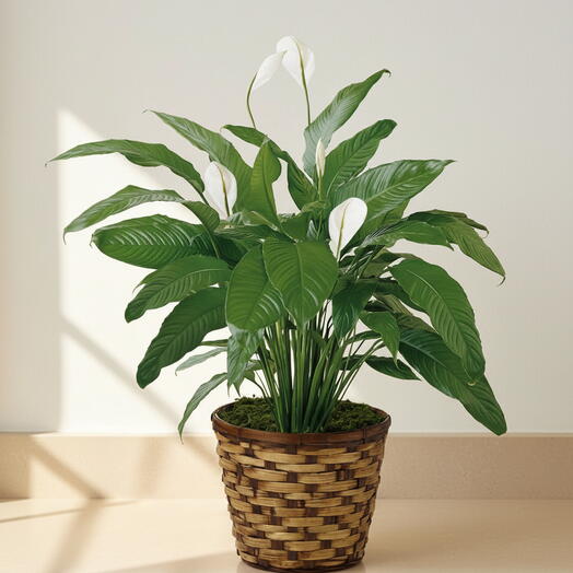 Spathiphyllum (Lirio de la Paz) – Planta de Interior con Flor Blanca Elegante y Purificadora