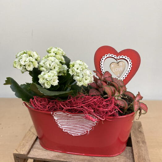 Base plantas corazon rojo