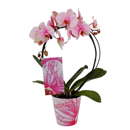 Phalaenopsis arco rosa