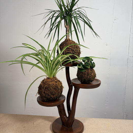 Kokedama, présentoir unique avec plantes vivantes