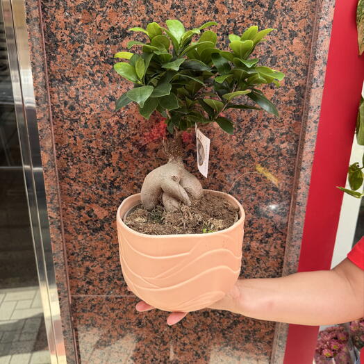 Bonsai Ginseng