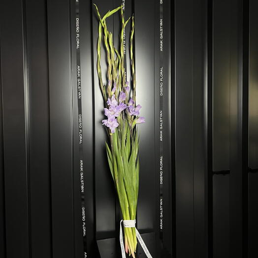 Gladiolus Lila claro