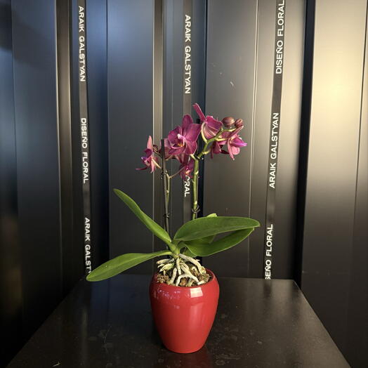 Elegante Arquidea