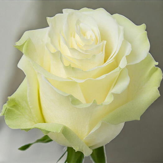 Rosa Mundial