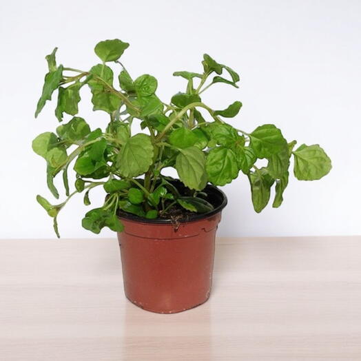 Planta del dinero (Plectranthus)