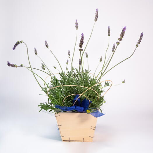 Aromatic Plants - Provence
