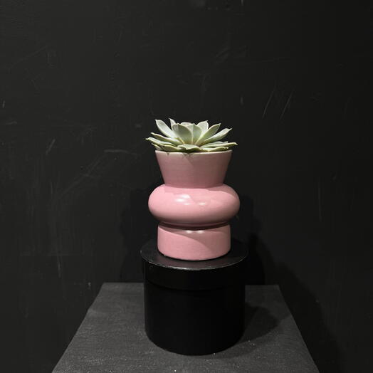 Mini suculenta