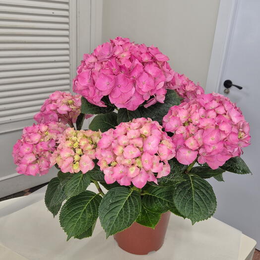 Una planta en maceta