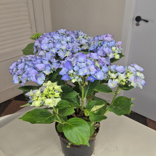 Una planta en maceta 2