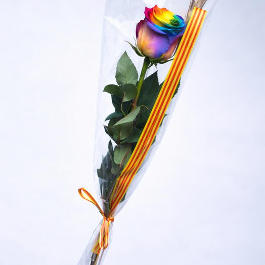 Rosa Sant Jordi multicolor 60 cm