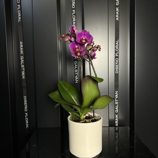 Pequeña orquídea lila en maceta de cerámica blanca