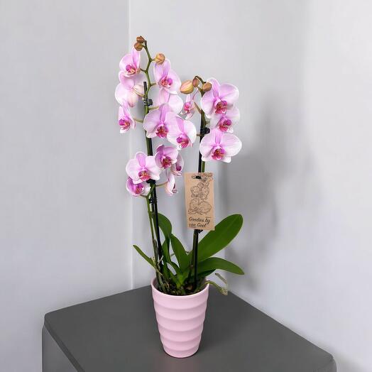 Orquidea Phalaenopsis ( sin maceta )