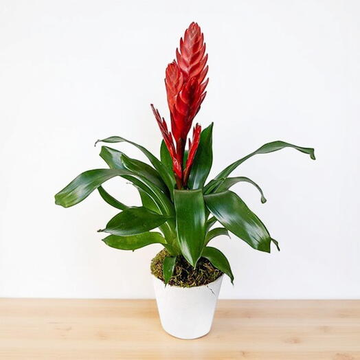 Bromelia