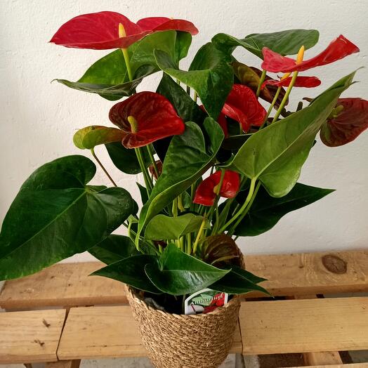Red Anthurium