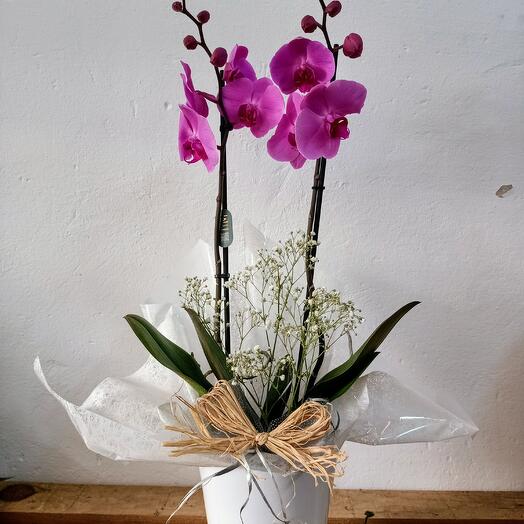 Orchid