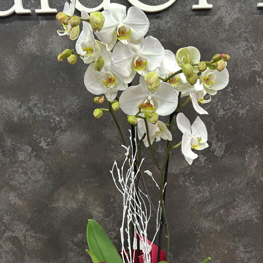 Plantas de orquideas