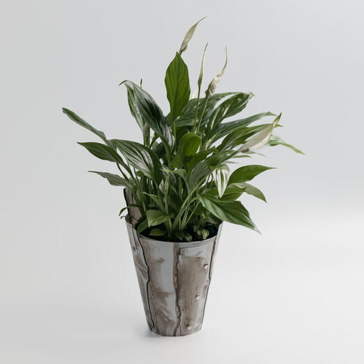 Planta de spathiphyllum