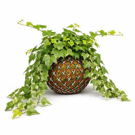 Kokedama Hereda Helix