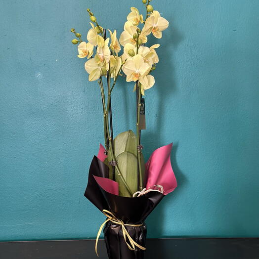 Yellow orchid + free planter