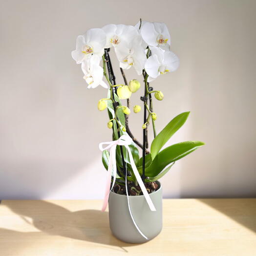 Cascada Orquideas Blancas