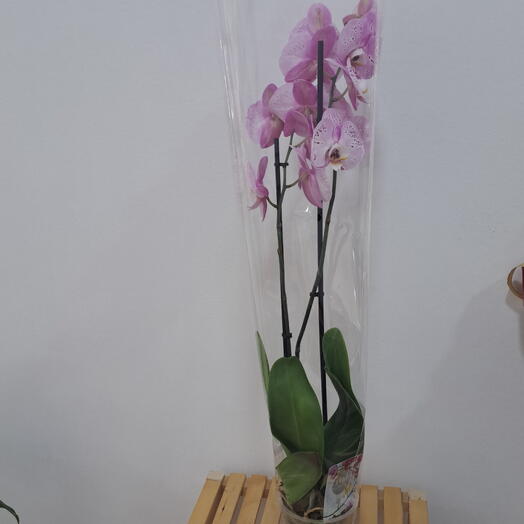Orquidea 2 varas