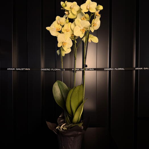 Orchidée jaune éclatante ARAIK GALSTYAN
