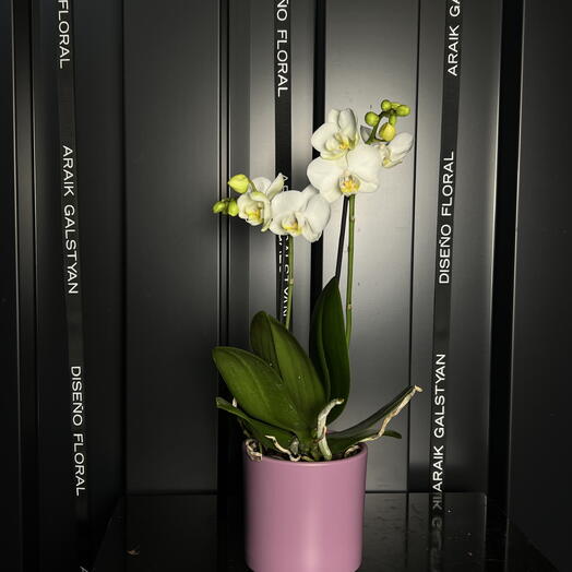 Orquídea blanca pequeña en maceta de cerámica rosa