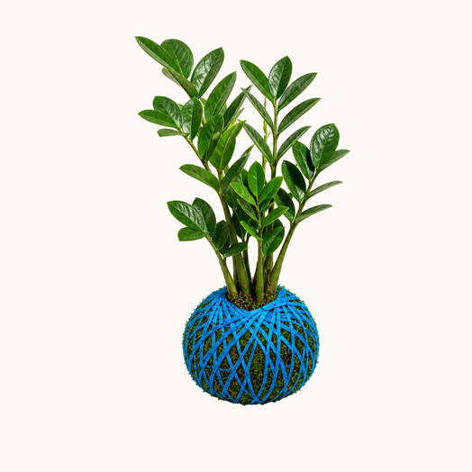 Zamioculca Plant - Kokedama Zamioculca