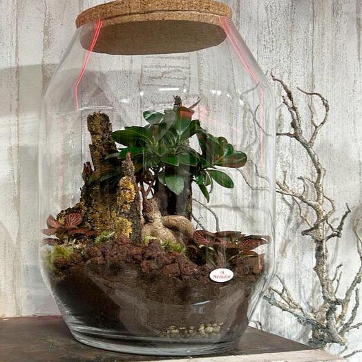 Planetarium - living plant ecosystem (various models)