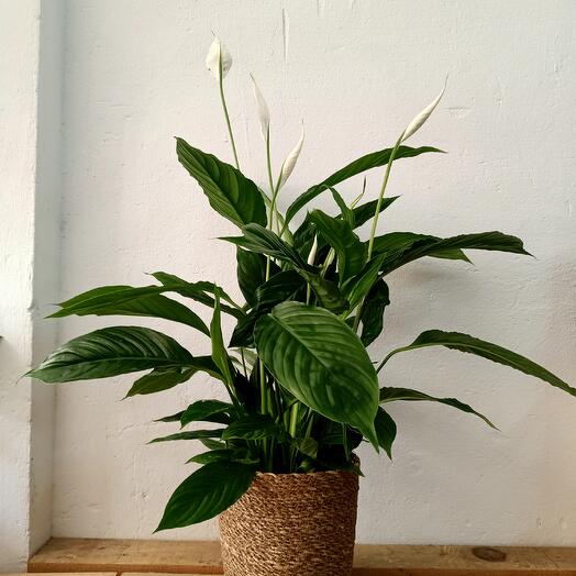 peace lily