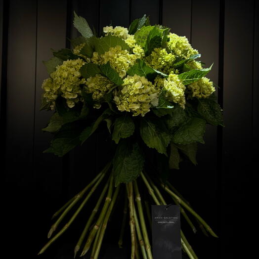 Hortensia Verde De Araik Galstyan