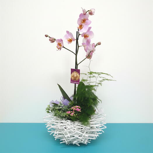Arreglo con Orquidea Phalaenopsis Rosa