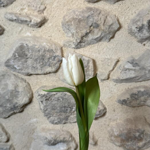 Tulipe blanche