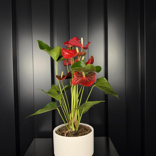 Anthurium con Maceta