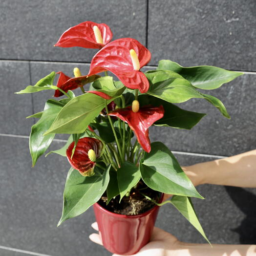 Anthurium Rojo con Jaron ARAIK GALSTYAN