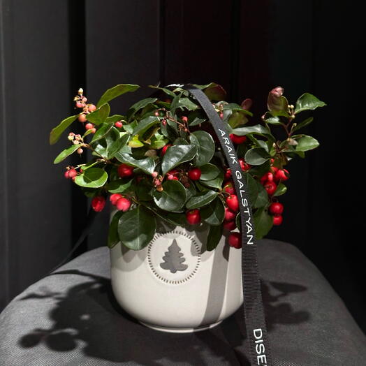 Gaultheria Roja en Maceta Ceramica