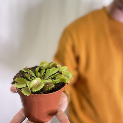 Planta carnivora - Dionaea