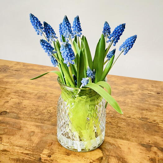Muscari Azul en jarron
