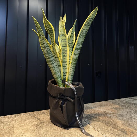 Sansevieria