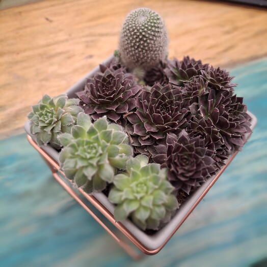 Siemprevivas y cactus en maceta ceramica y cobre