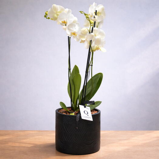 Orquidea Blanca Premium en Maceta Negra