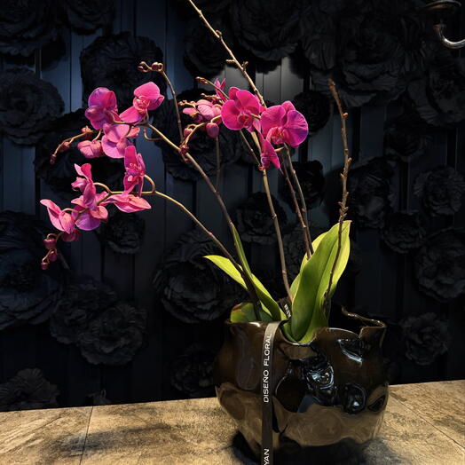Phalaenopsis purpura con maceta ceramica