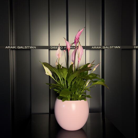 Spathiphyllum Rosado ARAIK GALSTYAN