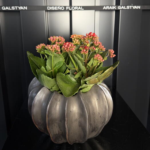 Kalanchoe con maceta ceramica