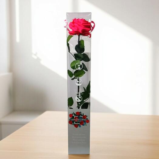 Rosa Eterna Rosa Premium – Rosa Preservada Color Rosa Intenso