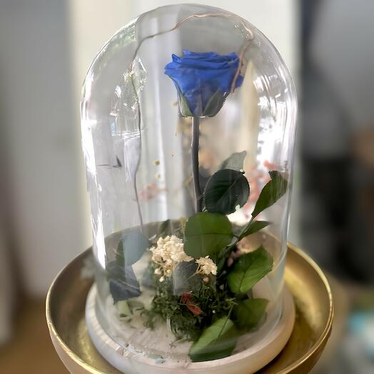 Rosa azul con musgo y pani de 2 colores
