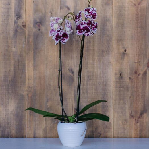Phalaenopsis 2 stems