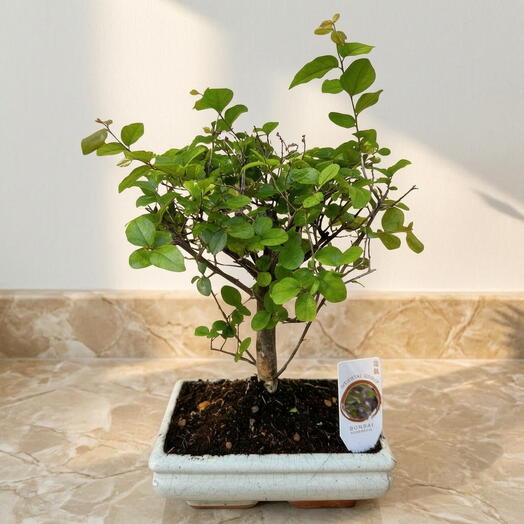 Bonsai Sageretia 6 anos